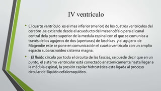 IV ventrículo
• El cuarto ventrículo es el mas inferior (menor) de los cuatros ventrículos del
cerebro .se extiende desde el acueducto del mesencéfalo para el canal
central dela parte superior de la medula espinal con el que se comunica a
través de los agujeros de dos (aperturas) de luschkav y el agujero de
Magendie este se pone en comunicación el cuarto ventrículo con un amplio
espacio subaracnoideo cisterna magna.
• El fluido circula por todo el circuito de las fascias, se puede decir que en un
punto, el sistema ventricular está conectado anatómicamente hasta llegar a
la médula espinal, la presión capilar hidrostática esta ligada al proceso
circular del líquido cefalorraquídeo.
 