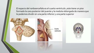 El espacio del ronboencefalo es el cuarto ventrículo ,este tiene un piso
formado la cara posterior del puente y la medula oblongada de manera que
lo podemos dividir en una parte inferior y una parte superior
 