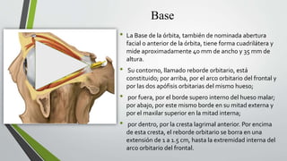 Estructura de la orbita del ojo .