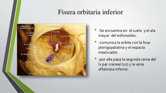 Estructura De La Orbita Del Ojo estructura-de-la-orbita-del-ojo