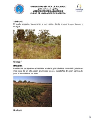 UNIVERSIDAD TÉCNICA DE MACHALA
Calidad, Pertenencia y Calidez
VICERRECTORADO ACADÉMICO
CURSO DE NIVELACION DE CARRERA

TURBERA
El suelo anegado, ligeramente o muy ácido, donde crecen brezos, juncos y
musgos.

Grafico 7
MARISMA
Pueden ser de agua dulce o salada, someros, parcialmente inundados (desde un
mes hasta 8). En ella crecen gramíneas, juncos, espadañas. De gran significado
para la anidación de las aves.

Grafico 8

25

 