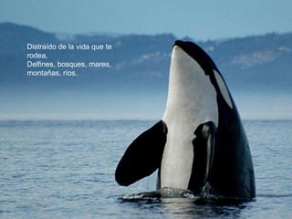 Distraído de la vida que te
rodea,
Delfines, bosques, mares,
montañas, ríos.
 