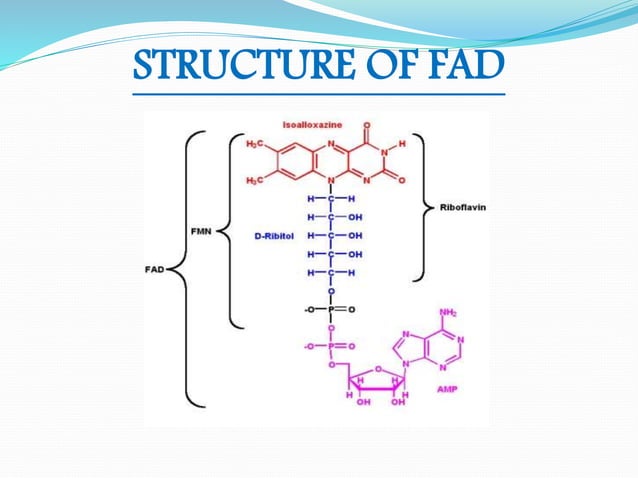 Fad – Flavin Adenine Dinucleotide | PPTX | Chemistry | Science