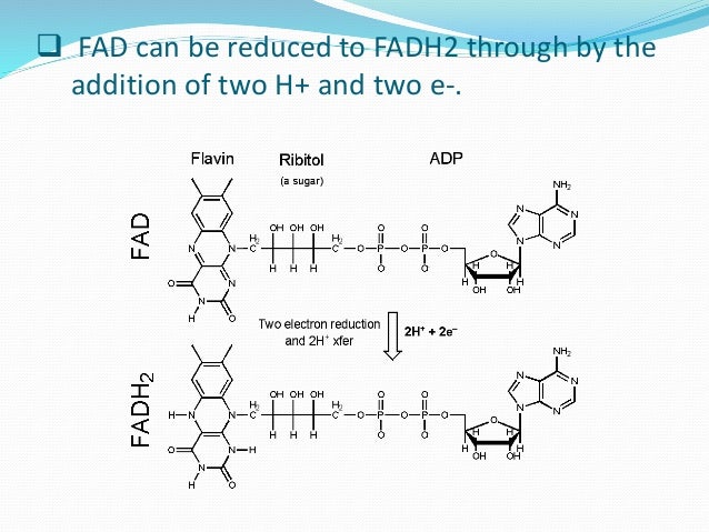 fad flavin adenine dinucleotide oxidized form of fadh2