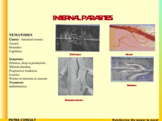INTERNAL PARASITES <ul><li>NEMATODES </li></ul><ul><li>Cause:   Intestinal worms: </li></ul><ul><li>Ascaris </li></ul><ul>...