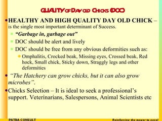 QUALITY of Day old Chicks (DOC) <ul><li>HEALTHY AND HIGH QUALITY DAY OLD CHICK  –  is the single most important determinan...