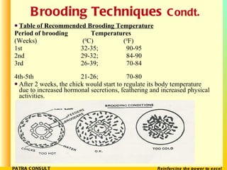Brooding Techniques  Condt. <ul><li>Table of Recommended Brooding Temperature   </li></ul><ul><li>Period of brooding   Tem...