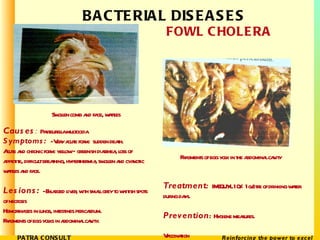 FOWL CHOLERA Swollen comb and face, wattles  Fragments of egg yolk in the abdominal cavity Causes :   Pasteurella multocid...