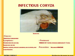INFECTIOUS CORYZA  <ul><li>Causes:    Haemophilus paragallinarum Symptoms:  Disharges from eyes and nose. Swollen head and...