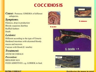 COCCIDIOSIS <ul><li>Cause :   Protozoa: EIMERIA of different subspecies. </li></ul><ul><li>Symptoms : </li></ul><ul><li>Pa...