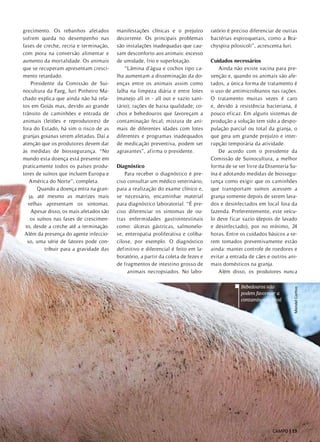 grecimento. Os rebanhos afetados
sofrem queda no desempenho nas
fases de creche, recria e terminação,
com piora na conversão alimentar e
aumento da mortalidade. Os animais
que se recuperam apresentam cresci-
mento retardado.
Presidente da Comissão de Sui-
nocultura da Faeg, Iuri Pinheiro Ma-
chado explica que ainda não há rela-
tos em Goiás mas, devido ao grande
trânsito de caminhões e entrada de
animais (leitões e reprodutores) de
fora do Estado, há sim o risco de as
granjas goianas serem afetadas. Daí a
atenção que os produtores devem dar
às medidas de biossegurança. “No
mundo esta doença está presente em
praticamente todos os países produ-
tores de suínos que incluem Europa e
América do Norte”, completa.
Quando a doença entra na gran-
ja, até mesmo as matrizes mais
velhas apresentam os sintomas.
Apesar disso, os mais afetados são
os suínos nas fases de crescimen-
to, desde a creche até a terminação.
Além da presença do agente infeccio-
so, uma série de fatores pode con-
tribuir para a gravidade das
manifestações clínicas e o prejuízo
decorrente. Os principais problemas
são instalações inadequadas que cau-
sam desconforto aos animais: excesso
de umidade, frio e superlotação.
“Lâmina d’água e cochos tipo ca-
lha aumentam a disseminação da do-
enças entre os animais assim como
falha na limpeza diária e entre lotes
(manejo all in - all out e vazio sani-
tário); rações de baixa qualidade; co-
chos e bebedouros que favoreçam a
contaminação fecal; mistura de ani-
mais de diferentes idades com lotes
diferentes e programas inadequados
de medicação preventiva, podem ser
agravantes”, afirma o presidente.
Diagnóstico
Para receber o diagnóstico é pre-
ciso consultar um médico veterinário,
para a realização do exame clínico e,
se necessário, encaminhar material
para diagnóstico laboratorial. “É pre-
ciso diferenciar os sintomas de ou-
tras enfermidades gastrointestinais
como: úlceras gástricas, salmonelo-
se, enteropatia proliferativa e coliba-
cilose, por exemplo. O diagnóstico
definitivo e diferencial é feito em la-
boratório, a partir da coleta de fezes e
de fragmentos de intestino grosso de
animais necropsiados. No labo-
ratório é preciso diferenciar de outras
bactérias espiroquetais, como a Bra-
chyspira pilosicoli”, acrescenta Iuri.
Cuidados necessários
Ainda não existe vacina para pre-
venção e, quando os animais são afe-
tados, a única forma de tratamento é
o uso de antimicrobianos nas rações.
O tratamento muitas vezes é caro
e, devido à resistência bacteriana, é
pouco eficaz. Em alguns sistemas de
produção a solução tem sido a despo-
pulação parcial ou total da granja, o
que gera um grande prejuízo e inter-
rupção temporária da atividade.
De acordo com o presidente da
Comissão de Suinocultura, a melhor
forma de se ver livre da Disenteria Su-
ína é adotando medidas de biossegu-
rança como exigir que os caminhões
que transportam suínos acessem a
granja somente depois de serem lava-
dos e desinfectados em local fora da
fazenda. Preferentemente, este veícu-
lo deve ficar vazio (depois de lavado
e desinfectado), por no mínimo, 24
horas. Entre os cuidados básicos a se-
rem tomados preventivamente estão
ainda: manter controle de roedores e
evitar a entrada de cães e outros ani-
mais domésticos na granja.
Além disso, os produtores nunca
MendelCortizo
MendelCortizo
Bebedouros não
podem favorecer a
contaminação fecal
Julho / 2013 CAMPO | 19www.senargo.org.br
 