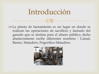 Faenar Proceso de Faenado en bovinos | PPTX