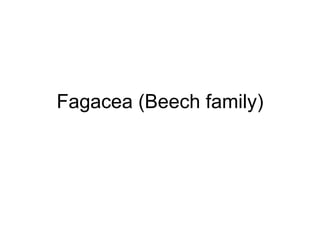 Fagacea (Beech family) 