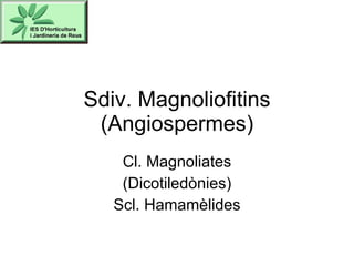 Sdiv. Magnoliofitins (Angiospermes) Cl. Magnoliates (Dicotiledònies) Scl. Hamamèlides 