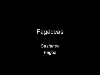 Fagáceas

 Castanea
  Fagus
 