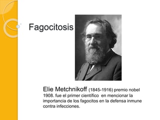 Fagocitosis
Elie Metchnikoff (1845-1916) premio nobel
1908. fue el primer científico en mencionar la
importancia de los fagocitos en la defensa inmune
contra infecciones.
 