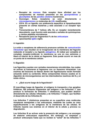 • Receptor de manosa. Este receptor tiene afinidad por los
componentes de manosa presentes en las glucoproteínas y
glucolípidos de las paredes celulares bacterianas.
• Scavenger. Estos receptores se unen directamente a
microorganismos y a moleculas de LDL modificadas.
• CD14. Es un ligando con preferencia específica al lipopolisacárido
presente en ciertas bacterias y está asociado a un receptor tipo
Toll.
• Transmembrana de 7 helices alfa. Es un receptor recientemente
descubierto, cuya función está asociada a señales de quimioquinas
y ciertos péptidos microbianos.
• Receptores para los fragmentos Fc de los anticuerpos
opsonizantes IgG2 e IgG3.
4- Ingestión
La unión a receptores de adherencia promueve señales de comunicación
intracelular que resultan en la invaginación de la membrana del fagocito
rodeando al receptor y su ligando patogénico. Al rodear por completo al
complejo receptor-molécula, la membrana se une en sus extremos y
libera al interior de la célula un fagosoma. Esto puede ocurrir en mas de
un punto de la membrana celular.
5- Digestión
Los fagocitos cuentan con variados mecanismos microbicidas, los cuales
se activan al fusionarse el fagosoma con un lisosoma intracelular. Las
enzimas del lisosoma se liberan dentro del fagolisosoma recién formado
actuando sobre su contenido. Otros componentes tóxicos usados en la
digestión de microorganismos son los intermediarios reactivos del O2 y el
óxido nítrico.
• ¿Qué ocurre luego de la fagocitosis?
El macrófago luego de fagocitar al antígeno lo transporta a los ganglios
linfáticos. Allí presenta fragmentos del antígeno a los linfocitos T, que
produce la formación de linfocitos T citotóxicos, que pueden destruir
directamente las células infectadas y de linfocitos T helper, que facilitan
el desarrollo de los linfocitos B.
Los linfocitos T citotóxicos presentan en su superficie unas moléculas
receptoras semejantes a los anticuerpos, mediante las cuales se unen
específicamente a los antígenos de la membrana de las células. El
linfocito inyecta sus enzimas en el interior de la célula y provoca su
degradación.
Los linfocitos B se activan ante la presencia del antígeno y se encargan
de elaborar anticuerpos específicos. Sin embargo, no empiezan a
producir anticuerpos hasta que no reciben la "señal" de los linfocitos T
 