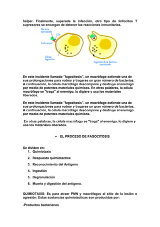 helper. Finalmente, superada la infección, otro tipo de linfocitos T
supresores se encargan de detener las reacciones inmunitarias.
En este incidente llamado "fagocitosis", un macrófago extiende una de
sus prolongaciones para rodear y tragarse un gran número de bacterias.
A continuación, la célula macrófago descompone y destruye al enemigo
por medio de potentes materiales químicos. En otras palabras, la célula
macrófago se "traga" al enemigo, lo digiere y usa los materiales
liberados.
En este incidente llamado "fagocitosis", un macrófago extiende una de
sus prolongaciones para rodear y tragarse un gran número de bacterias.
A continuación, la célula macrófago descompone y destruye al enemigo
por medio de potentes materiales químicos.
En otras palabras, la célula macrófago se "traga" al enemigo, lo digiere y
usa los materiales liberados.
• EL PROCESO DE FAGOCITOSIS
Se dividen en:
1. Quimiotaxis
2. Respuesta quimiotactica
3. Reconocimiento del Antígeno
4. Ingestión
5. Degranulación
6. Muerte y digestión del antígeno.
QUIMIOTAXIS: Es para atraer PMN y macrófagos al sitio de la lesión o
agresión. Estas sustancias quimiotacticas son producidas por:
-Productos bacterianos
 