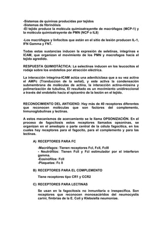 -Sistemas de quininas producidas por tejidos
-Sistemas de fibrinólisis
-El tejido produce la molécula quimioatrayentte de macrófagos (MCP-1) y
la molécula quimioatrayente de PMN (NCP o IL8)
-Los macrófagos y linfocitos que están en el sitio de lesión producen IL-1,
IFN Gamma y FNT.
Todas estas sustancias inducen la expresión de seletinas, integrinas e
ICAM, que organizan el movimiento de los PMN y macrofagos hacia el
tejido agredido.
RESPUESTA QUIMIOTÁCTICA: La selectinas inducen en los leucocitos el
rodaje sobre los endotelios por atracción eléctrica.
La interacción integrina-ICAM actúa una adenilciclasa que a su vez activa
el AMPc (Tranduccion de la señal), y este activa la condensación
submembrana de moléculas de actina, la interacción actina-miosina y
polimerización de tubulina, El resultado es un movimiento unidireccional
a través del endotelio hacia el epicentro de la lesión en el tejido.
RECONOCIMIENTO DEL ANTIGENO: Hay más de 40 receptores diferentes
que reconocen moléculas que son factores del complemento,
Inmunoglobulinas y lectinas.
A estos mecanismos de acercamiento se le llama OPSONIZACIÓN. En el
proceso de fagocitosis estos receptores llamados opsoninas, se
organizan en el amedopio o parte central de la célula fagocítica, en los
cuales hay receptores para el fagocito, para el complemento y para las
lectinas.
A) RECEPTORES PARA FC
-Macrófagos: Tienen receptores FcI, FcII, FcIII
- Neutrófilos: Tienen FcII y FcI estimulador por el interferon
gamma.
-Eosinófilos: FcII
-Plaquetas: Fc II
B) RECEPTORES PARA EL COMPLEMENTO
Tiene receptores tipo CR1 y CCR2
C) RECEPTORES PARA LECTINAS
Se usan en la fagocitosis no inmunitaria o inespecífica. Son
receptores que reconocen monosacáridos del neumocystis
carini, fimbrias de la E. Coli y Klebsiella neumoniae.
 