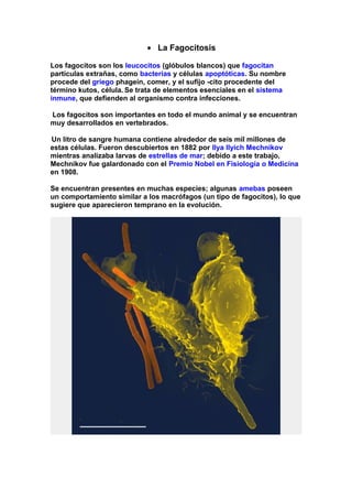 • La Fagocitosis
Los fagocitos son los leucocitos (glóbulos blancos) que fagocitan
partículas extrañas, como bacterias y células apoptóticas. Su nombre
procede del griego phagein, comer, y el sufijo -cito procedente del
término kutos, célula. Se trata de elementos esenciales en el sistema
inmune, que defienden al organismo contra infecciones.
Los fagocitos son importantes en todo el mundo animal y se encuentran
muy desarrollados en vertebrados.
Un litro de sangre humana contiene alrededor de seis mil millones de
estas células. Fueron descubiertos en 1882 por Ilya Ilyich Mechnikov
mientras analizaba larvas de estrellas de mar; debido a este trabajo,
Mechnikov fue galardonado con el Premio Nobel en Fisiología o Medicina
en 1908.
Se encuentran presentes en muchas especies; algunas amebas poseen
un comportamiento similar a los macrófagos (un tipo de fagocitos), lo que
sugiere que aparecieron temprano en la evolución.
 