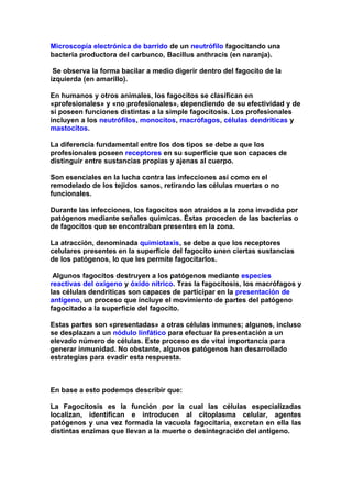 Microscopía electrónica de barrido de un neutrófilo fagocitando una
bacteria productora del carbunco, Bacillus anthracis (en naranja).
Se observa la forma bacilar a medio digerir dentro del fagocito de la
izquierda (en amarillo).
En humanos y otros animales, los fagocitos se clasifican en
«profesionales» y «no profesionales», dependiendo de su efectividad y de
si poseen funciones distintas a la simple fagocitosis. Los profesionales
incluyen a los neutrófilos, monocitos, macrófagos, células dendríticas y
mastocitos.
La diferencia fundamental entre los dos tipos se debe a que los
profesionales poseen receptores en su superficie que son capaces de
distinguir entre sustancias propias y ajenas al cuerpo.
Son esenciales en la lucha contra las infecciones así como en el
remodelado de los tejidos sanos, retirando las células muertas o no
funcionales.
Durante las infecciones, los fagocitos son atraídos a la zona invadida por
patógenos mediante señales químicas. Éstas proceden de las bacterias o
de fagocitos que se encontraban presentes en la zona.
La atracción, denominada quimiotaxis, se debe a que los receptores
celulares presentes en la superficie del fagocito unen ciertas sustancias
de los patógenos, lo que les permite fagocitarlos.
Algunos fagocitos destruyen a los patógenos mediante especies
reactivas del oxígeno y óxido nítrico. Tras la fagocitosis, los macrófagos y
las células dendríticas son capaces de participar en la presentación de
antígeno, un proceso que incluye el movimiento de partes del patógeno
fagocitado a la superficie del fagocito.
Estas partes son «presentadas» a otras células inmunes; algunos, incluso
se desplazan a un nódulo linfático para efectuar la presentación a un
elevado número de células. Este proceso es de vital importancia para
generar inmunidad. No obstante, algunos patógenos han desarrollado
estrategias para evadir esta respuesta.
En base a esto podemos describir que:
La Fagocitosis es la función por la cual las células especializadas
localizan, identifican e introducen al citoplasma celular, agentes
patógenos y una vez formada la vacuola fagocitaría, excretan en ella las
distintas enzimas que llevan a la muerte o desintegración del antigeno.
 