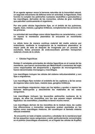 Si un agente agresor vence la barreras naturales de la inmunidad natural,
un segundo mecanismo de defensa entra en actividad, la fagocitosis. Esta
función la cumplen los polimorfos nucleares neutrófilos o granulocitos y
los macrófagos, derivados de los monocitos, células de gran motilidad
que patrullan continuamente el organismo.
Por otra parte células fagocitarías fijas, en el ámbito de los pulmones,
hígado, bazo, medula y ganglios linfáticos, complementan las acciones de
las primeras.
La actividad del macrófago como célula fagocítica es característica, y aun
en reposo la membrana plasmática se encuentra en movimiento
constante.
La célula toma de manera continua material del medio externo por
endocitosis, mediante la invaginación de la membrana plasmática; la
mayor parte de esta es después de invaginada por un proceso de
exocitosis. Estos procesos de endo-exocitosis permiten transportan
material a través de la célula.
• Células Fagocíticas
Existen 2 variedades principales de células fagocíticas en el cuerpo de los
mamíferos, que fueron reconocidas por Metchnikoff a comienzos del siglo
como responsables del atrapamiento y digestión de microorganismos,
fueron denominadas micropagos y macrófagos.
Los macrófagos incluyen las células del sistema retículoendotelial, y son
fijos o migratorios.
Los macrófagos fijos revisten el endotelio de los capilares y de los senos
de órganos tales como bazo, medula ósea, ganglios linfáticos.
Los macrófagos migratorios viajan por los tejidos y ayudan a reparar las
lesiones destruyendo y absorbiendo los materiales de los vasos
sanguíneos.
Los macrófagos incluyen los leucocitos polimorfos nucleares de la
sangre, de ellos los neutrófilos son los que poseen mayor actividad
fagocítica: los eosinófilos y basófilos la tienen mucho menor.
Los macrófagos derivan de los monolitos de la medula ósea, las cuales
tras diferenciarse a monocitos sanguíneos acaban asentados en los
tejidos como macrófagos maduros; ahí constituyen el llamado sistema
retículo endotelial.
Se encuentra en todo el tejido conectivo y alrededor de la membrana baal
de los pequeños vasos sanguíneos y están particularmente concentrados
en el pulmón (macrófagos alveolares), en el hígado las células de Kupffer)
 