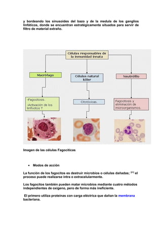 y bordeando los sinusoides del bazo y de la medula de los ganglios
linfáticos, donde se encuentran estratégicamente situados para servir de
filtro de material extraño.
Imagen de las células Fagocíticas
• Modos de acción
La función de los fagocitos es destruir microbios o células dañadas; [21]
el
proceso puede realizarse intra o extracelularmente.
Los fagocitos también pueden matar microbios mediante cuatro métodos
independientes de oxígeno, pero de forma más ineficiente.
El primero utiliza proteínas con carga eléctrica que dañan la membrana
bacteriana.
 
