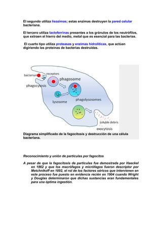 El segundo utiliza lisozimas; estas enzimas destruyen la pared celular
bacteriana.
El tercero utiliza lactoferrinas presentes a los gránulos de los neutrófilos,
que extraen el hierro del medio, metal que es esencial para las bacterias.
El cuarto tipo utiliza proteasas y enzimas hidrolíticas, que actúan
digiriendo las proteínas de bacterias destruidas.
Diagrama simplificado de la fagocitosis y destrucción de una célula
bacteriana.
Reconocimiento y unión de partículas por fagocitos
A pesar de que la fagocitosis de partículas fue demostrada por Haeckel
en 1862 y que los macrófagos y micrófagos fueron descriptor por
Metchnikoff en 1892, el rol de los factores séricos que intervienen en
este proceso fue puesto en evidencia recién en 1904 cuando Wright
y Douglas determinaron que dichas sustancias eran fundamentales
para una óptima ingestión.
 