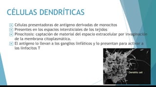 CÉLULAS DENDRÍTICAS
▶ Células presentadoras de antígeno derivadas de monocitos
▶ Presentes en los espacios intersticiales de los tejidos
▶ Pinocitosis: captación de material del espacio extracelular por invaginación
de la membrana citoplasmática.
▶ El antígeno lo llevan a los ganglios linfáticos y lo presentan para activar a
los linfocitos T
 