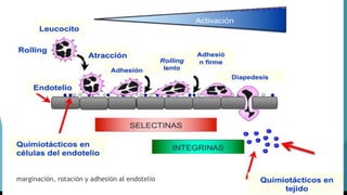 marginación, rotación y adhesión al endotelio
 