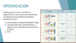 OPSONIZACIÓN
Proceso por el cual se facilita la
fagocitosis de una sustancia extraña por
la deposición de proteínas llamadas
opsoninas como:
▶ anticuerpos (fundamentalmente IgG),
▶ componentes del complemento, y
algunas otras proteínas presentes en
el suero
▶ C3b
 