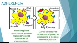 ADHERENCIA
 