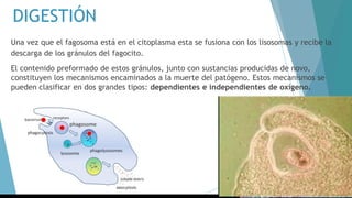 DIGESTIÓN
Una vez que el fagosoma está en el citoplasma esta se fusiona con los lisosomas y recibe la
descarga de los gránulos del fagocito.
El contenido preformado de estos gránulos, junto con sustancias producidas de novo,
constituyen los mecanismos encaminados a la muerte del patógeno. Estos mecanismos se
pueden clasificar en dos grandes tipos: dependientes e independientes de oxígeno.
 