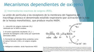 Mecanismos dependientes de oxígeno
▶ Intermediarios reactivos de oxígeno (ROS).
La unión de partículas a los receptores de la membrana del fagosoma del
macrófago provoca el denominado estallido respiratorio (por activación de la ruta
de la hexosa monofosfato), que produce mucho NADH.
1.- reducción de oxígeno molecular (O2)
catalizada por la NADH-oxidasa.
2.-El anión superóxido resultante (·O-
2) →
peróxido de hidrógeno (vida corta) por superóxido
dismutasa (SOD)
3.-Formación de radicales libres oxidantes como
el radical hidroxilo (·OH) y el oxígeno singlete
(O1
2).
4.-Halógenos oxidados: ácido hipocloroso HOCl
 