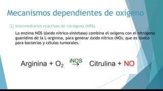 Mecanismos dependientes de oxígeno
▶ Intermediarios reactivos de nitrógeno (NRS)
La enzima NOS (óxido nítrico-sintetasa) combina el oxígeno con el nitrógeno
guanidino de la L-arginina, para generar óxido nítrico (NO), que es tóxico
para bacterias y células tumorales.
 