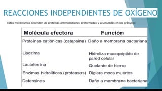 REACCIONES INDEPENDIENTES DE OXÍGENO
Estos mecanismos dependen de proteínas antimicrobianas preformadas y acumuladas en los gránulos:
 