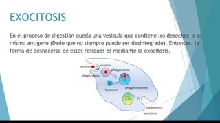EXOCITOSIS
En el proceso de digestión queda una vesícula que contiene los desechos, o el
mismo antígeno (Dado que no siempre puede ser desintegrado). Entonces, la
forma de deshacerse de estos residuos es mediante la exocitosis.
 