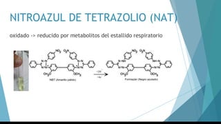 NITROAZUL DE TETRAZOLIO (NAT)
oxidado -> reducido por metabolitos del estallido respiratorio
 
