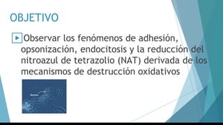 OBJETIVO
▶Observar los fenómenos de adhesión,
opsonización, endocitosis y la reducción del
nitroazul de tetrazolio (NAT) derivada de los
mecanismos de destrucción oxidativos
 