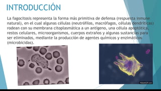 INTRODUCCIÓN
La fagocitosis representa la forma más primitiva de defensa (respuesta inmune
natural), en el cual algunas células (neutrófilos, macrófagos, células dendríticas)
rodean con su membrana citoplasmática a un antígeno, una célula apoptótica,
restos celulares, microorganismos, cuerpos extraños y algunas sustancias para
ser eliminados, mediante la producción de agentes químicos y enzimáticos
(microbicidas).
 