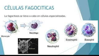 CÉLULAS FAGOCITICAS
La fagocitosis se lleva a cabo en células especializadas.
 