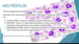 NEUTRÓFILOS
Células fagocíticas profesionales de la sangre
Gránulos con sustancias bactericidas: hidrolasas, lisozimas, defensinas,
etc.
▶ FAGOCITOSIS: ingieren cualquier célula infecciosa
▶ NETOSIS: tienen la capacidad de producir redes compuestas por
proteínas intracelulares para atrapar patógenos
▶ DESGRANULACIÓN: libera moléculas citotóxicas antimicrobianas desde
unas vesículas secretoras (gránulos)
infecciones agudas y bacterianas, quemaduras, problemas cardíacos,
 