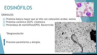 EOSINÓFILOS
GRÁNULOS:
▶ Proteína básica mayor que se tiñe con colorantes ácidos: eosina
▶ Proteína catiónica (ECP): citotóxica
▶ Peroxidasa de eosinófilos(EPO): Bactericida
*Desgranulación
Procesos parasitarios y alergias
 