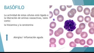BASÓFILO
La actividad de estas células está ligada a
la liberación de aminas vasoactivas, tales
como:
la histamina y la serotonina
Alergias/ inflamación aguda
 