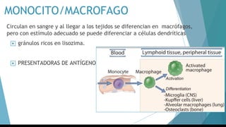 MONOCITO/MACROFAGO
Circulan en sangre y al llegar a los tejidos se diferencian en macrófagos,
pero con estímulo adecuado se puede diferenciar a células dendríticas
▶ gránulos ricos en lisozima.
▶ PRESENTADORAS DE ANTÍGENO
 