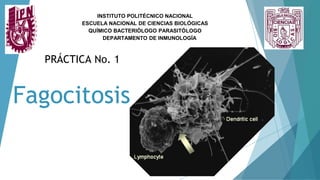 Fagocitosis
INSTITUTO POLITÉCNICO NACIONAL
ESCUELA NACIONAL DE CIENCIAS BIOLÓGICAS
QUÍMICO BACTERIÓLOGO PARASITÓLOGO
DEPARTAMENTO DE INMUNOLOGÍA
PRÁCTICA No. 1
 