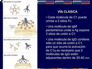 V
VÍ
ÍA CL
A CLÁ
ÁSICA
SICA
• Cada molécula de C1 puede
unirse a 2 sitios Fc
• Una molécula de IgM
pentamérica unida a Ag expone
3 sitios de unión a C1
• Una molécula de IgG contiene
sólo un sitio de unión a C1,
para que ocurra la activación
de C1q es necesario que 2
moléculas de IgG estén
adyacentes dentro de 30-40 mm
 