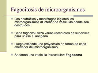 Fagocitosis de microorganismos
 Los neutrófilos y macrófagos ingieren los
microorganismos al interior de vesículas donde son
destruídos.
 Cada fagocito utiliza varios receptores de superficie
para unirse al antígeno.
 Luego extiende una proyección en forma de copa
alrededor del microorganismo.
 Se forma una vesícula intracelular: Fagosoma
 