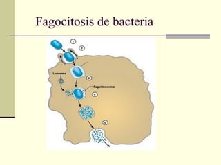 Fagocitosis de bacteria
 