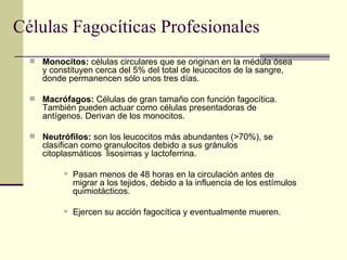 Células Fagocíticas Profesionales
 Monocitos: células circulares que se originan en la médula ósea
y constituyen cerca del 5% del total de leucocitos de la sangre,
donde permanencen sólo unos tres días.
 Macrófagos: Células de gran tamaño con función fagocítica.
También pueden actuar como células presentadoras de
antígenos. Derivan de los monocitos.
 Neutrófilos: son los leucocitos más abundantes (>70%), se
clasifican como granulocitos debido a sus gránulos
citoplasmáticos lisosimas y lactoferrina.
 Pasan menos de 48 horas en la circulación antes de
migrar a los tejidos, debido a la influencia de los estímulos
quimiotácticos.
 Ejercen su acción fagocítica y eventualmente mueren.
 